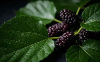 akemi coffee boost 4th ingredients